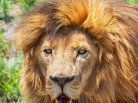 Lion & Safari Park